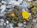 Papaver alpinum